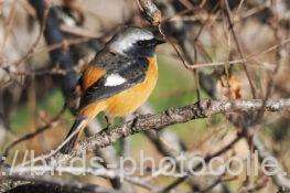 ジョウビタキ　2026.01.20