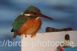 カワセミ　2026.02.03