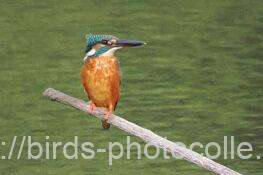 カワセミ　2025.10.13