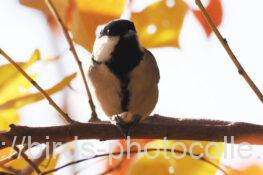 シジュウカラ　2025.11.28