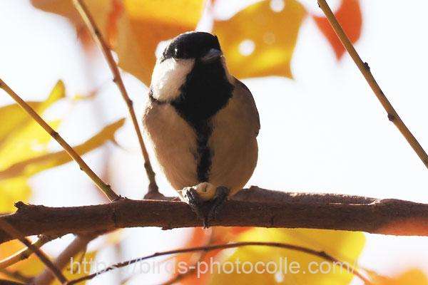 シジュウカラ　2025.11.28