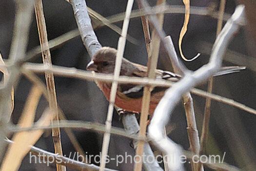 ベニマシコ　2025.03.14