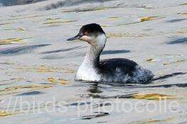 2羽観察ハジロカイツブリ　2025.11.26