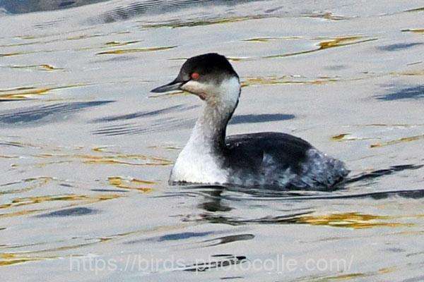 2羽観察ハジロカイツブリ　2025.11.26