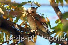 カケス　2025.12.04