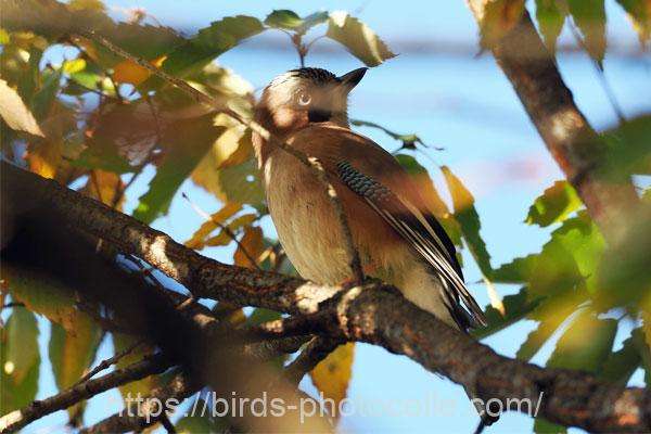 カケス 2025.12.04