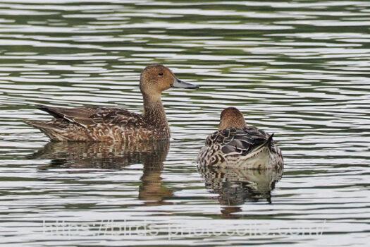 オナガガモ　2024.11.12