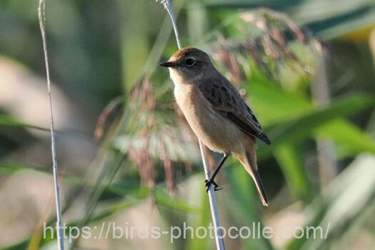 ノビタキ　2023.10.02