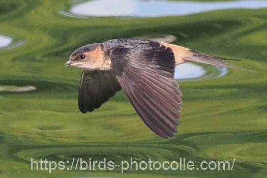 コシアカツバメ　2023.09.09