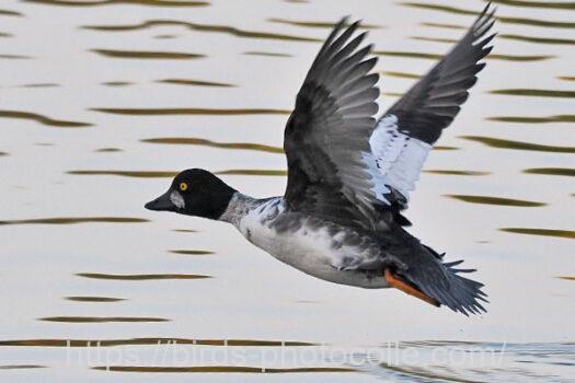 ホオジロガモ　2024.11.22