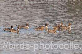 オナガガモ　2026.01.19