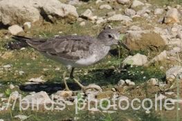 オジロトウネン　2025.09.16