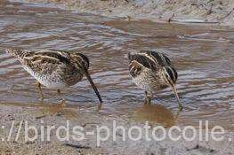 今日のタシギは2羽　2026.02.05