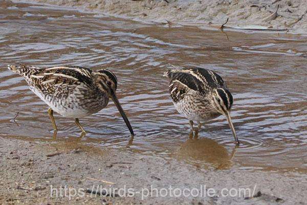 今日のタシギは2羽　2026.02.05