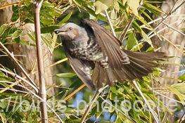 ヒヨドリ　2026.01.28