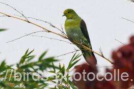 アオバト　2025.11.25