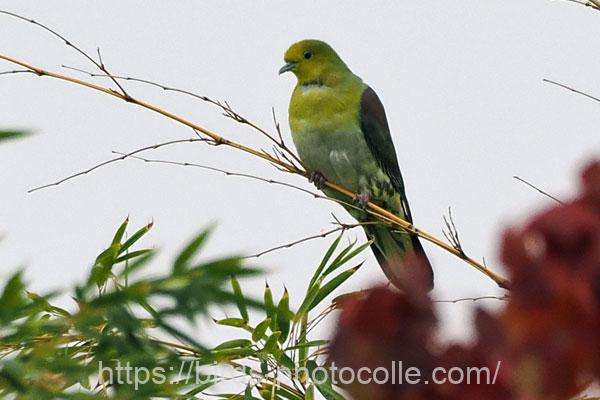 アオバト 2025.11.25