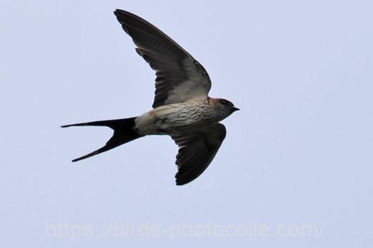 コシアカツバメ220822