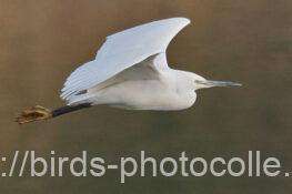 コサギ　2026.02.06