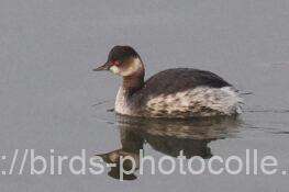 ハジロカイツブリ　2025.12.25