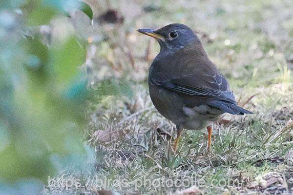 シロハラ　2026.03.10