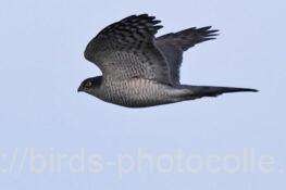 ハイタカ　2025.12.05