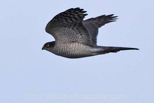 ハイタカ 2025.12.05