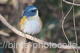 ルリビタキ　2026.02.13