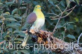 アオバト♂　2026.02.03