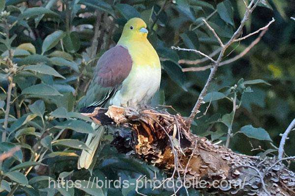 アオバト♂　2026.02.03
