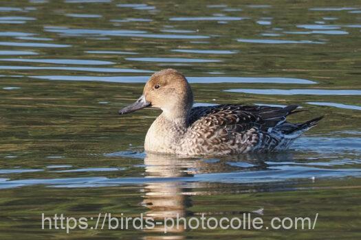オナガガモ　2024.12.03