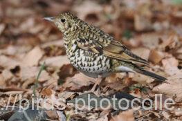 トラツグミ 2025.02.21