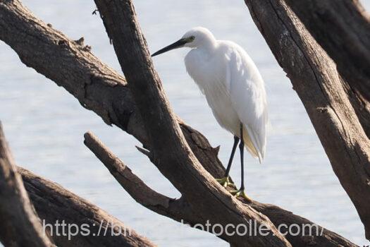 コサギ　2024.09.16