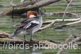 羽が短そうに見えますが ミコアイサ 2025.04.22