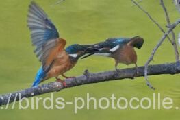 カワセミ 2025.09.15