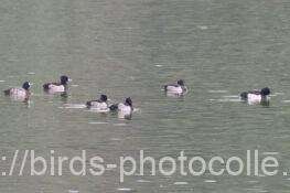 キンクロハジロ　2025.11.13