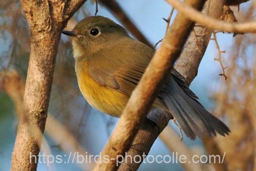 ルリビタキ　2023.12.23