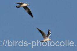 南下するユリカモメ　2025.11.16