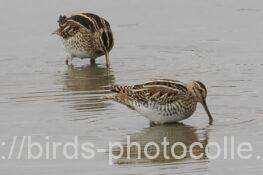 計4羽観察　タシギ　2026.01.27