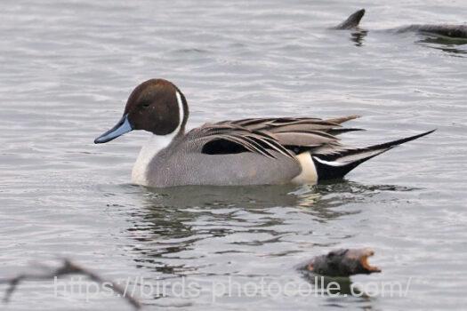 オナガガモ　2025.01.10