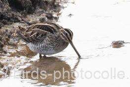 今日は1羽　タシギ　2026.01.24