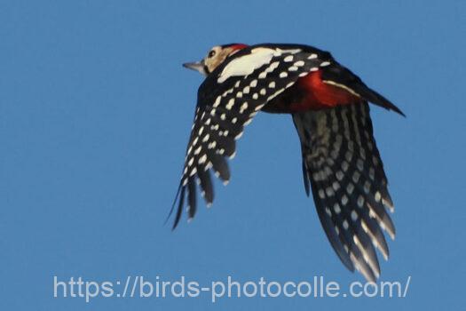 アカゲラ　2023.10.13