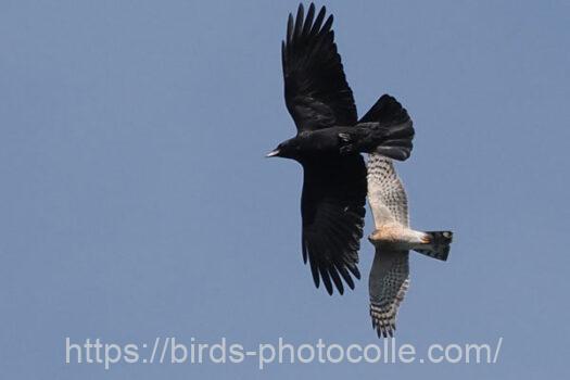 ハイタカ　2023.11.19