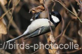 シジュウカラ　2025.12.30