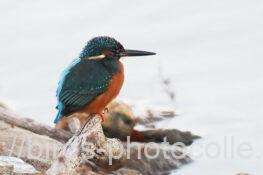 カワセミ　2025.12.16