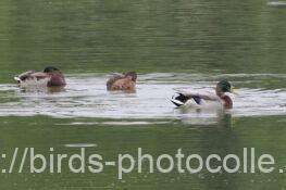 マガモ　2025.10.18