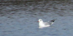 勅使池カモメ2016.01.17-2