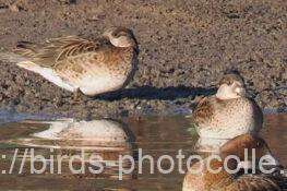 上の2羽トモエガモ♀　2025.11.06