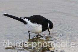 セグロセキレイ　2026.01.15