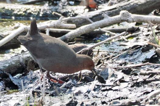 ヒクイナ　2025.03.22